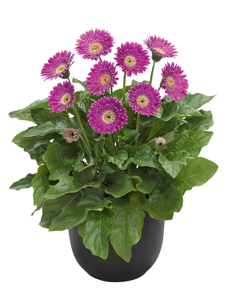 Gerbera hybrid Garvinea® Sweet Surprise