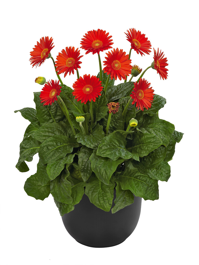 Gerbera hybrid Garvinea® Sweet Glow