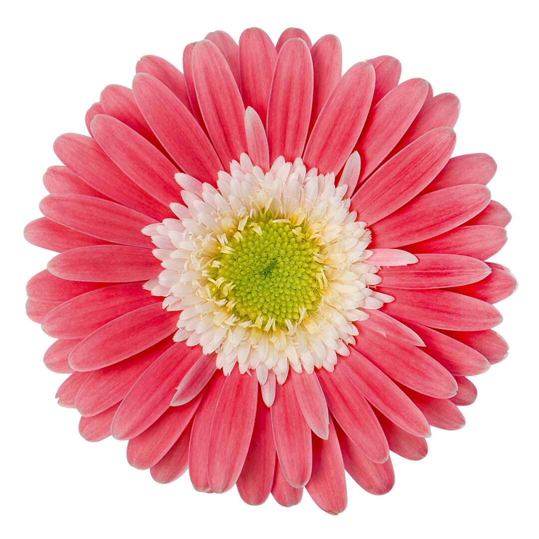 Gerbera hybrid Garvinea® Sweet Memories