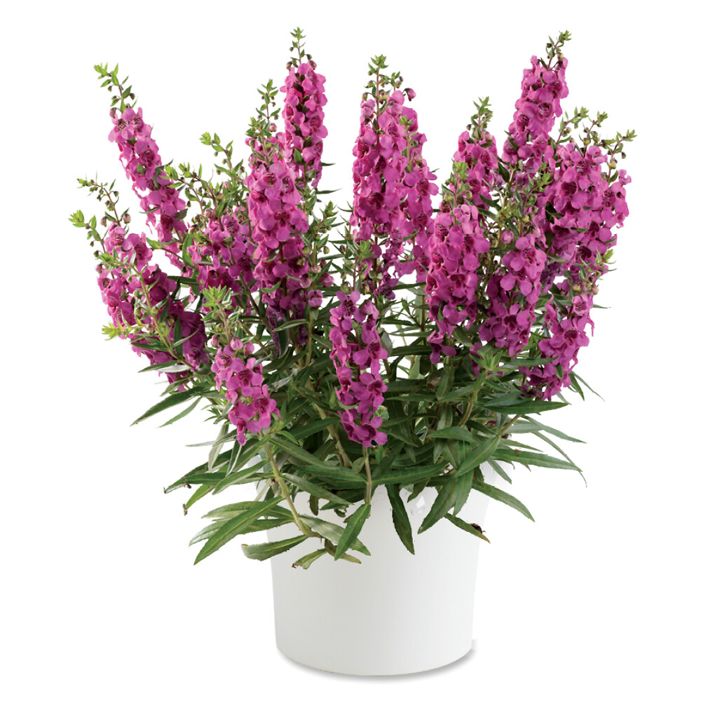 Angelonia angustifolia Alonia™ Big Dark Pink
