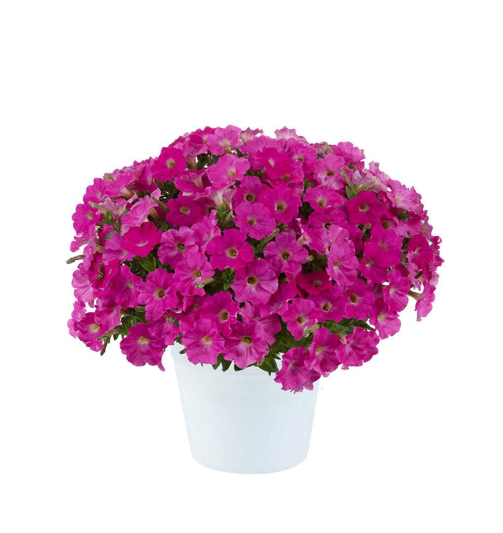 Petunia x atkinsiana Capella™ Rose