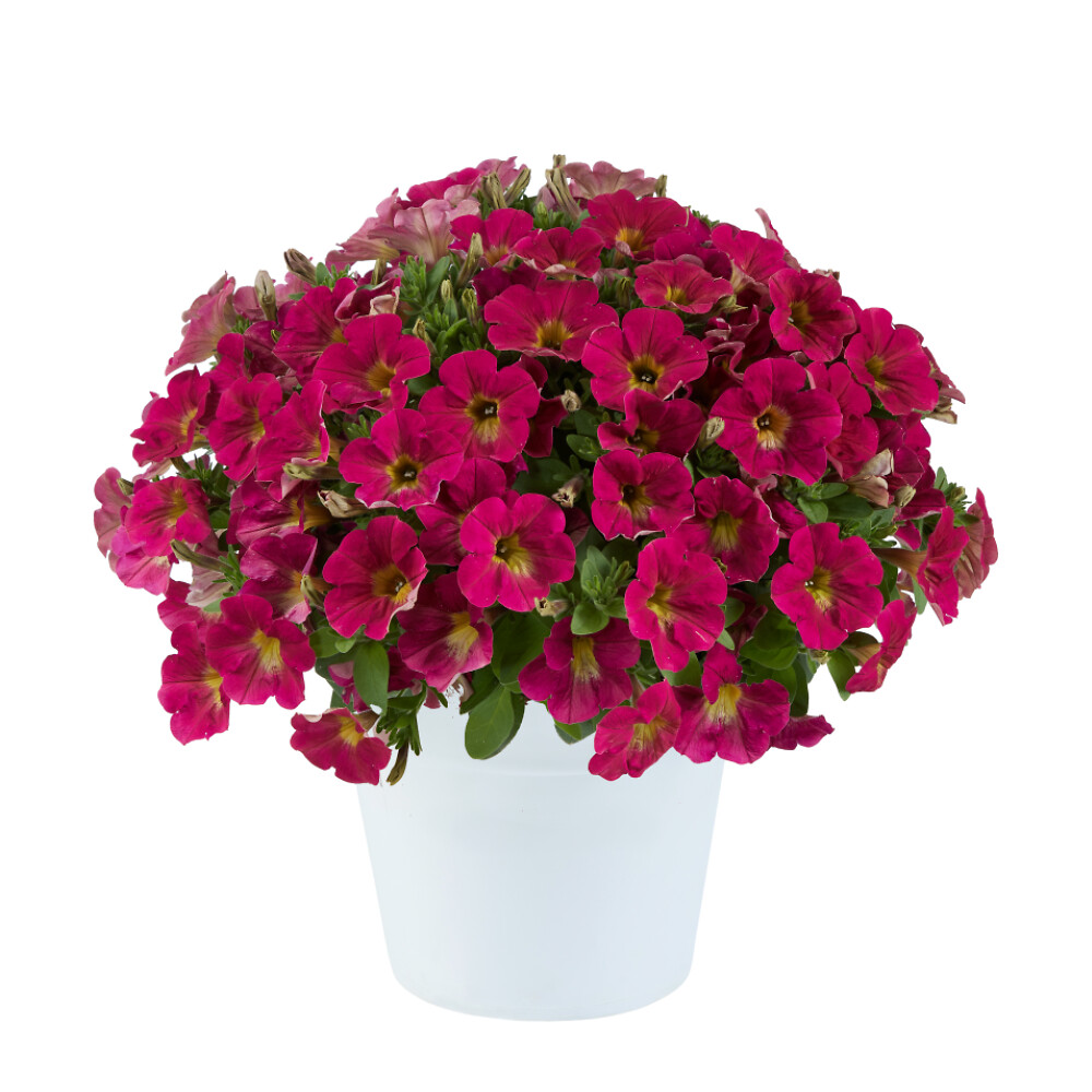 Petunia x atkinsiana Capella™ Sangria
