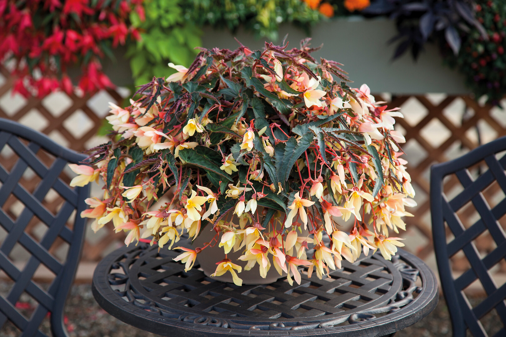 Begonia boliviensis Bossa Nova Yellow