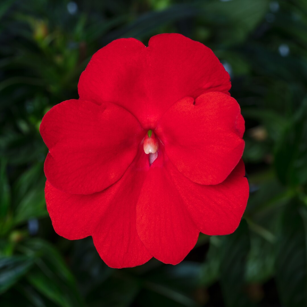 Impatiens interspesific Spectra Bright Red