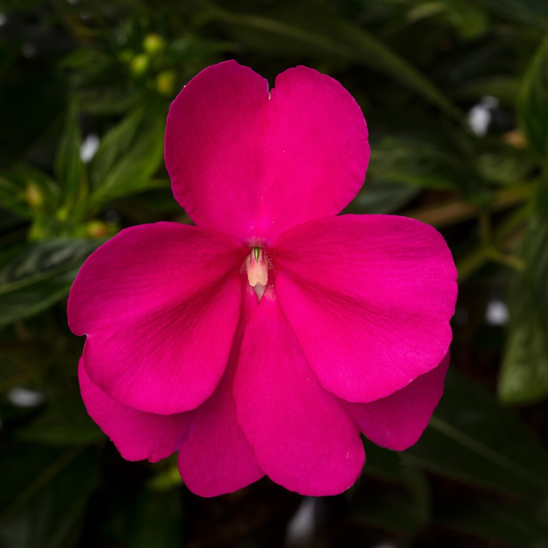 Impatiens interspesific Spectra Magenta