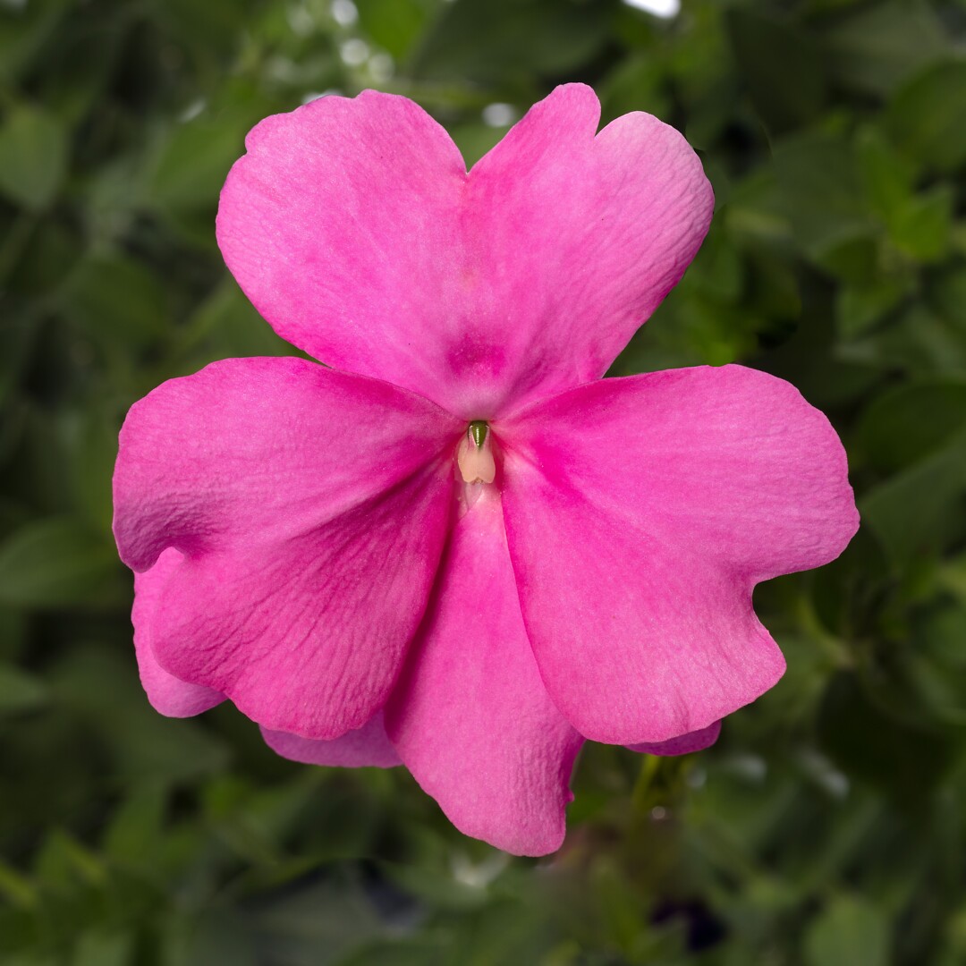 Impatiens interspesific Spectra Pink