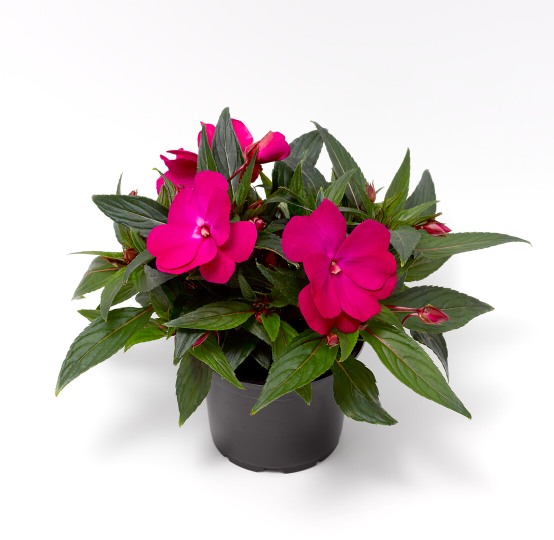 Impatiens interspesific Spectra Rose