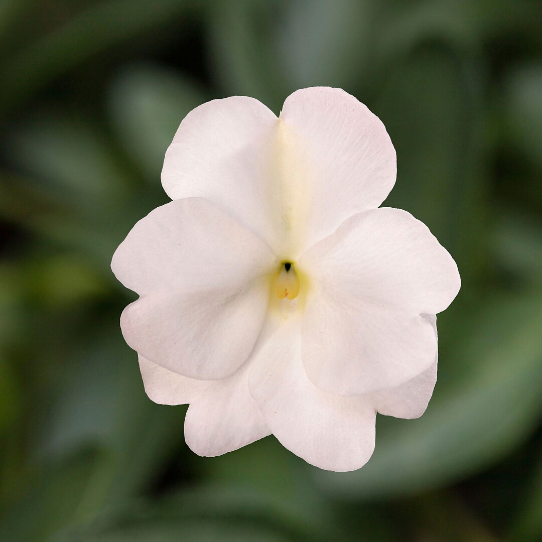 Impatiens interspesific Spectra White