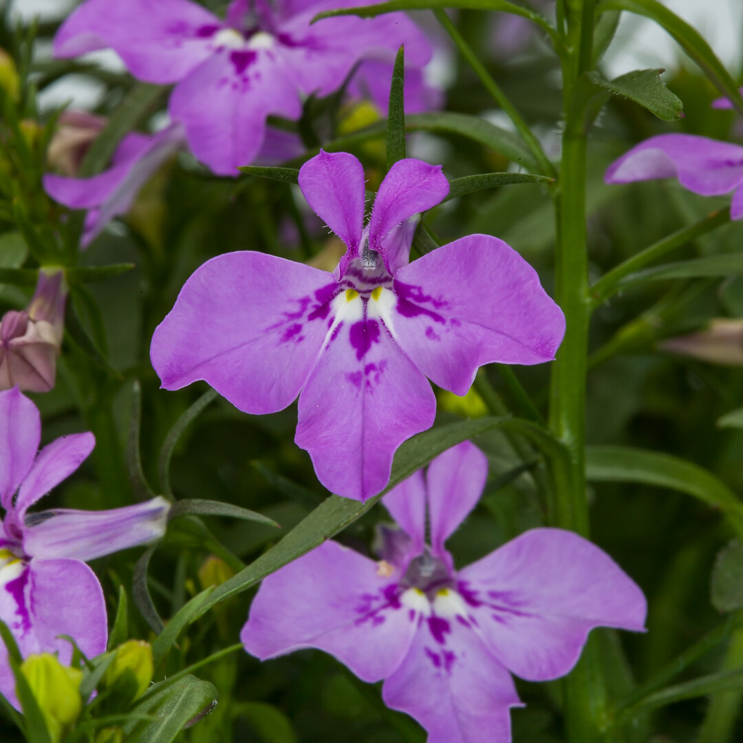 Lobelia erinus Techno Up Rose