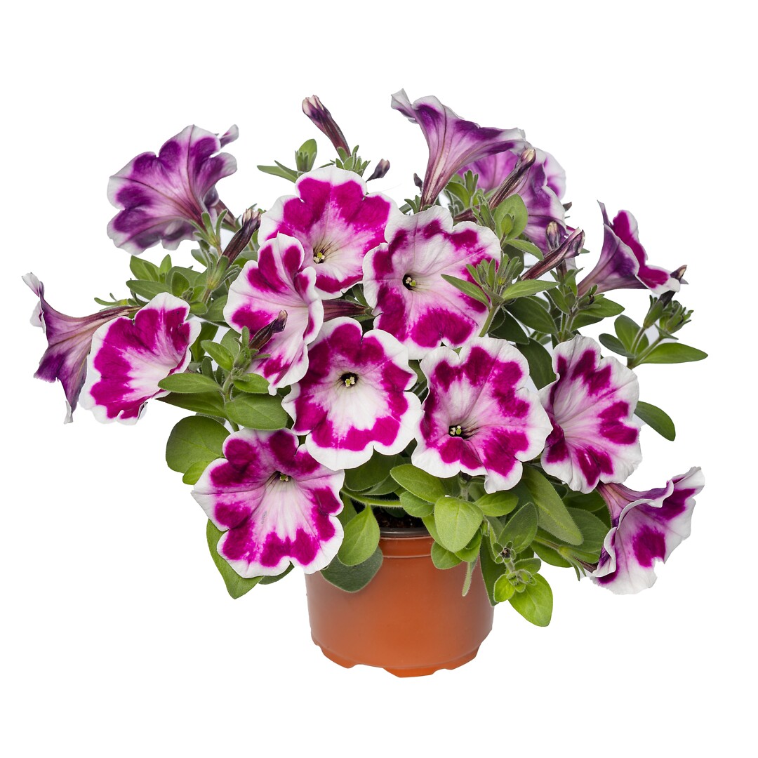 Petunia hybrid Fun House Painted Love Purple