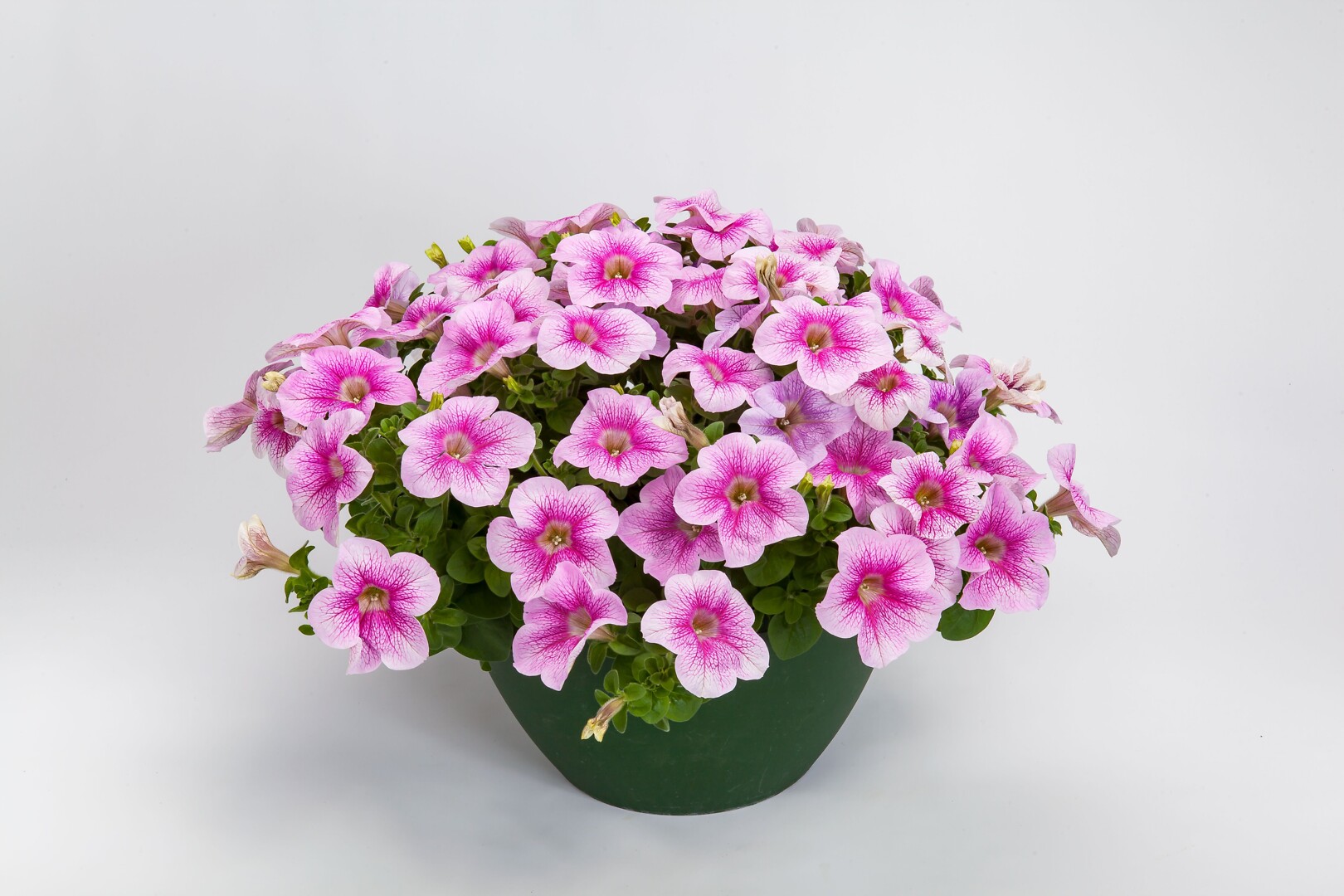 Petunia hybrid Sanguna® Mega Pink Vein