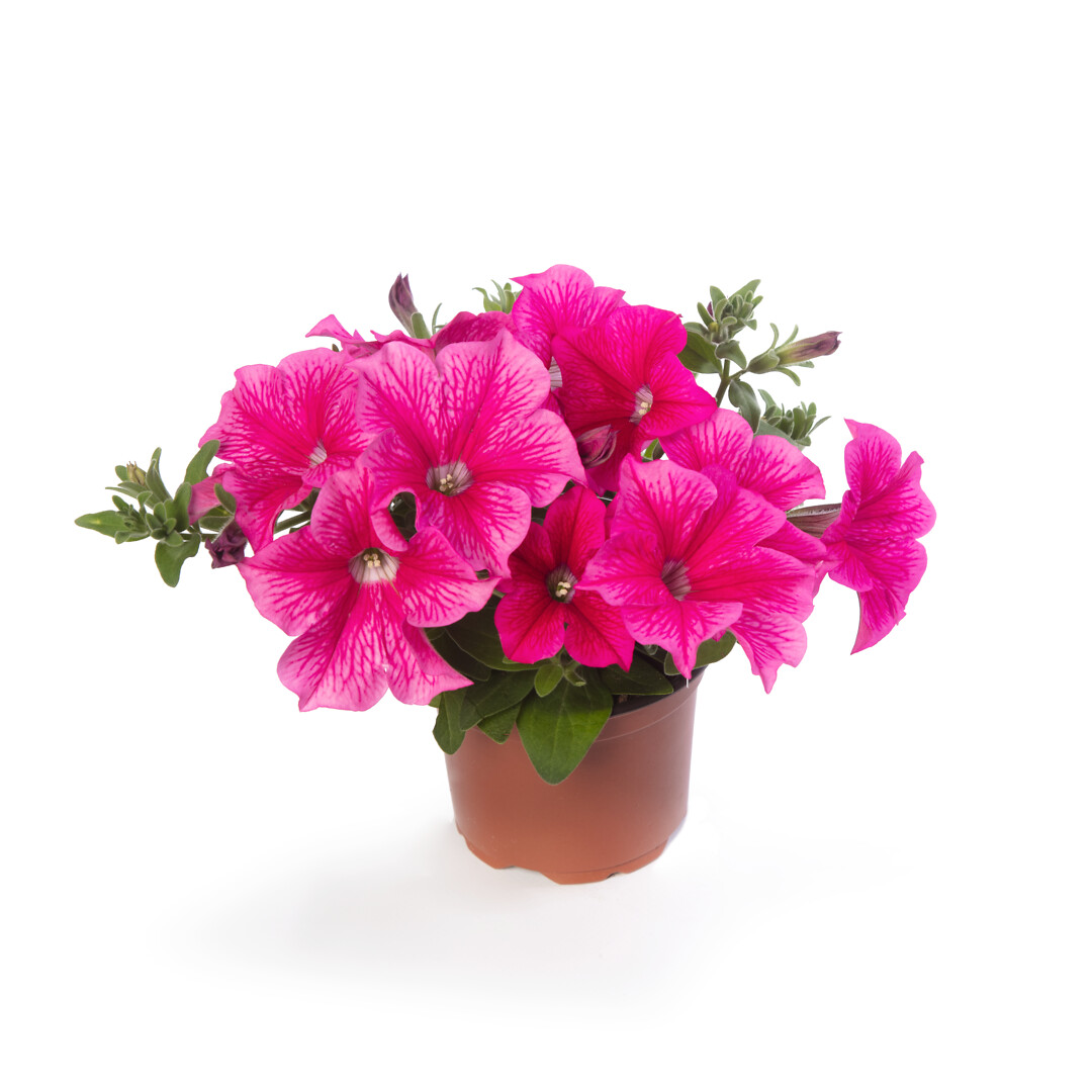 Petunia hybrid Sanguna® Mega Rose Vein