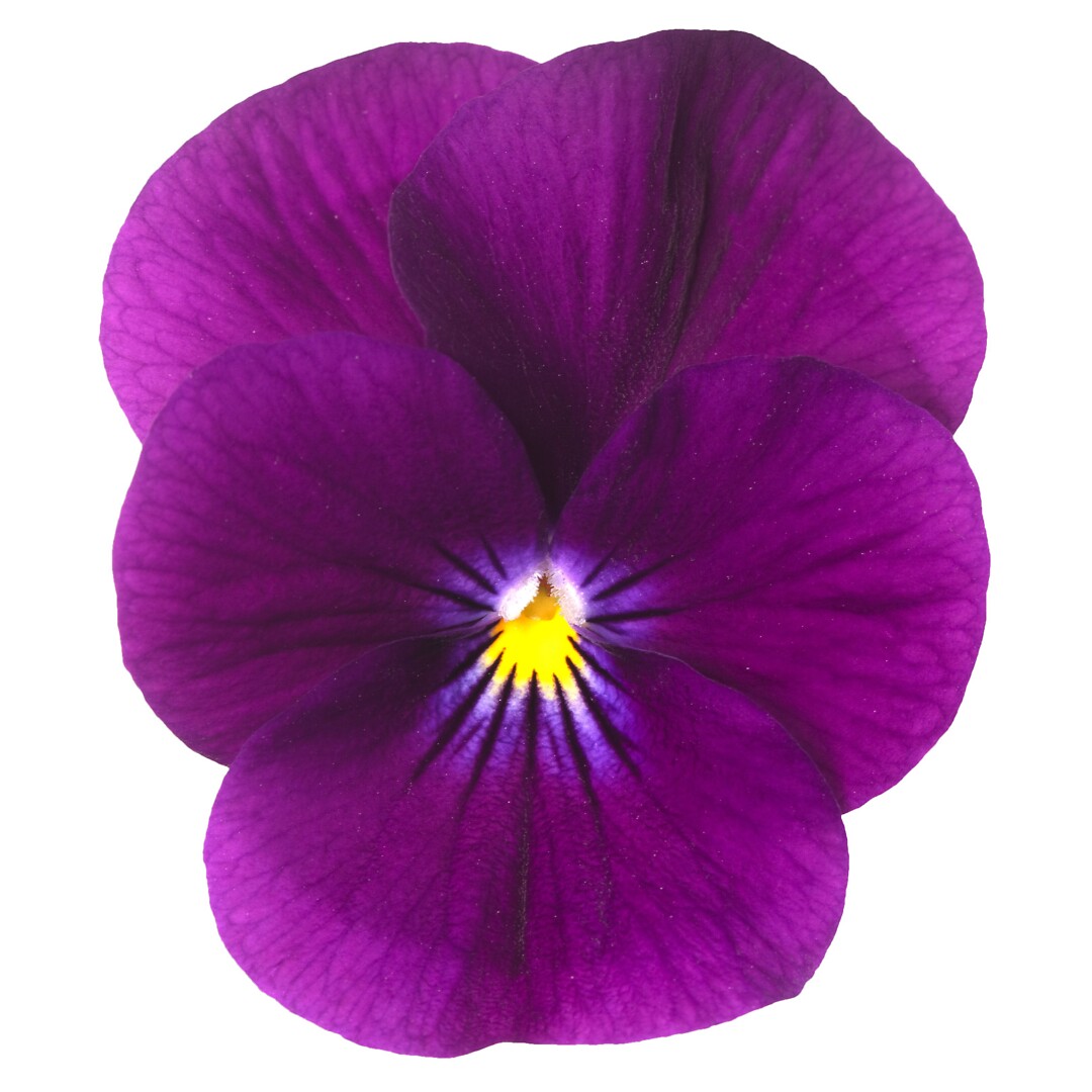 Viola cornuta Endurio® Violet