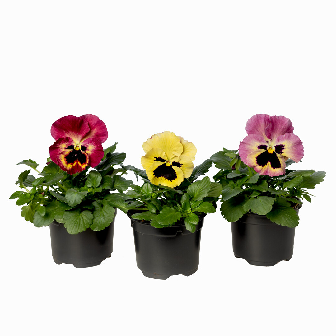 Viola wittrockiana Select Rose Fire