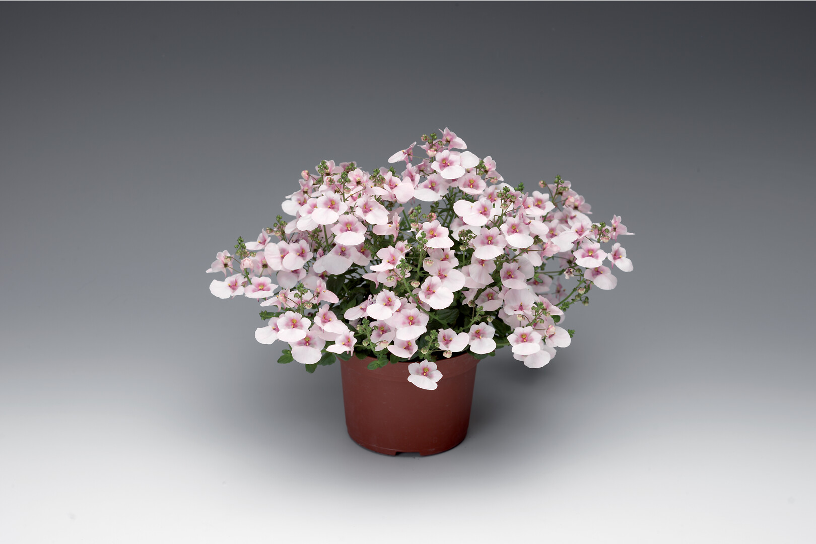 Diascia Barberae Flying Colors® Appleblossom