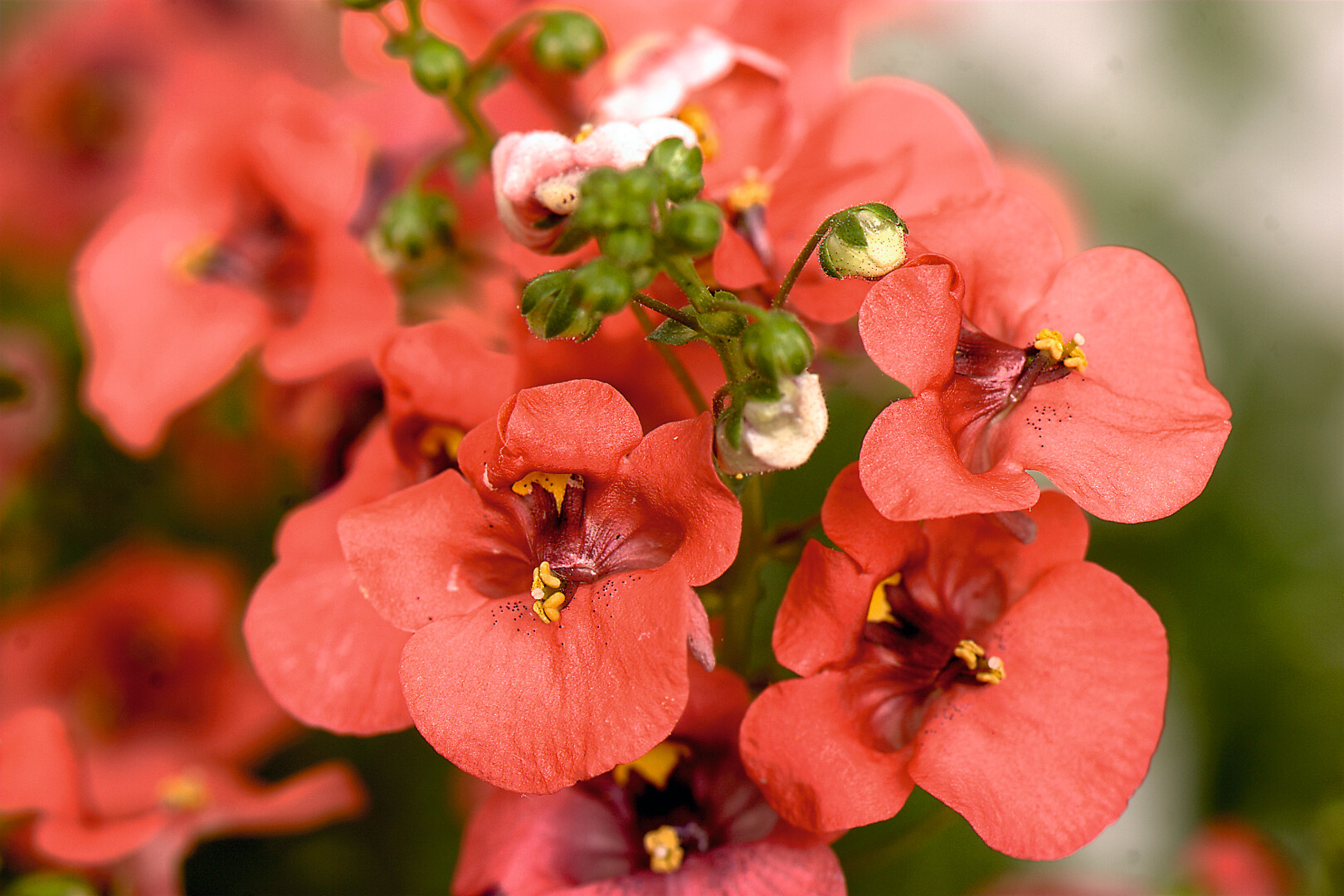 Diascia Barberae Flying Colors® Deep Salmon