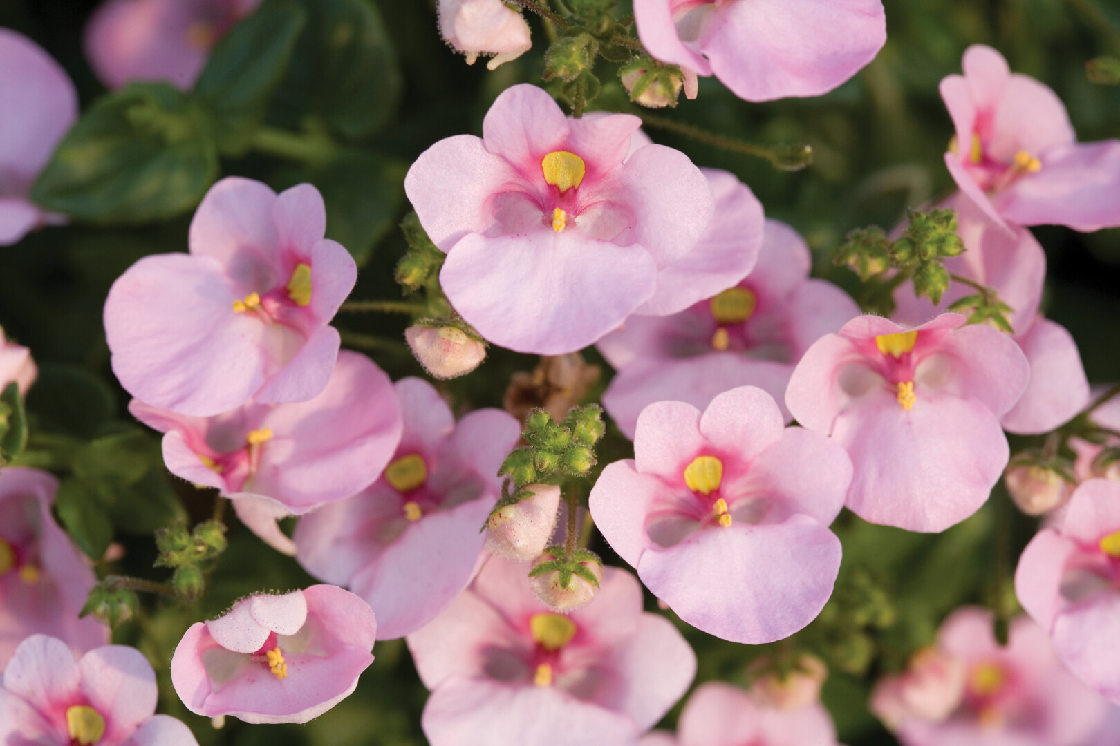 Diascia Barberae Flying Colors® Light Pink