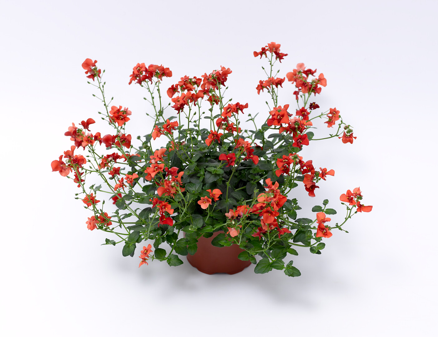 Diascia Barberae Flying Colors® Orange