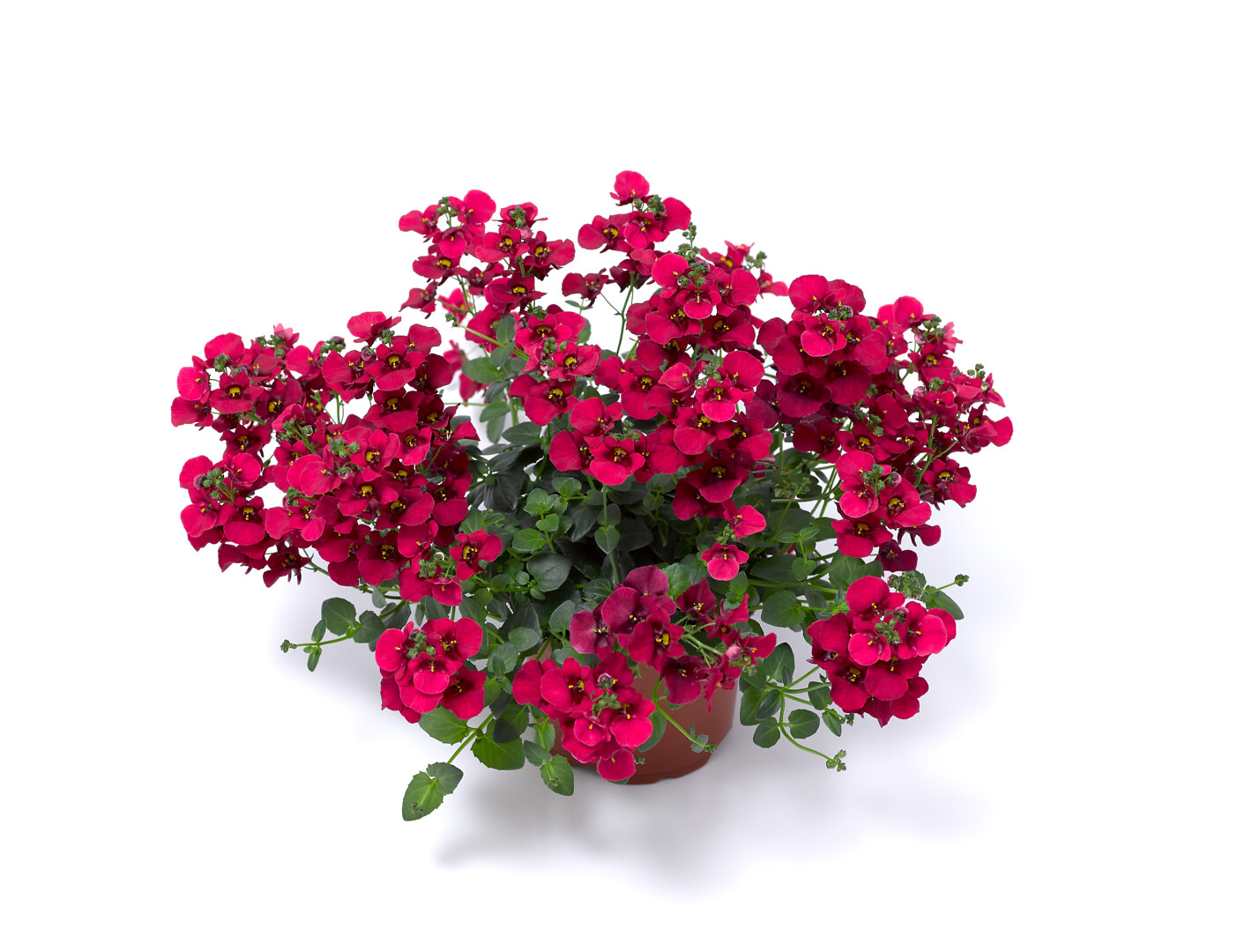 Diascia Barberae Flying Colors® Red