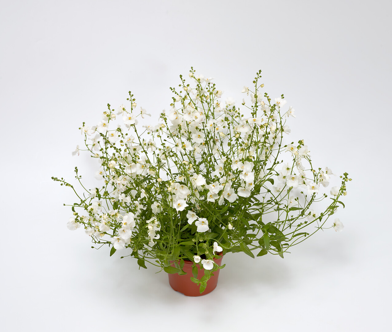 Diascia Barberae Flying Colors® White