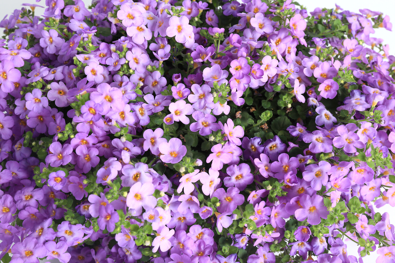 Sutera cordata Cabana® Jumbo Blue