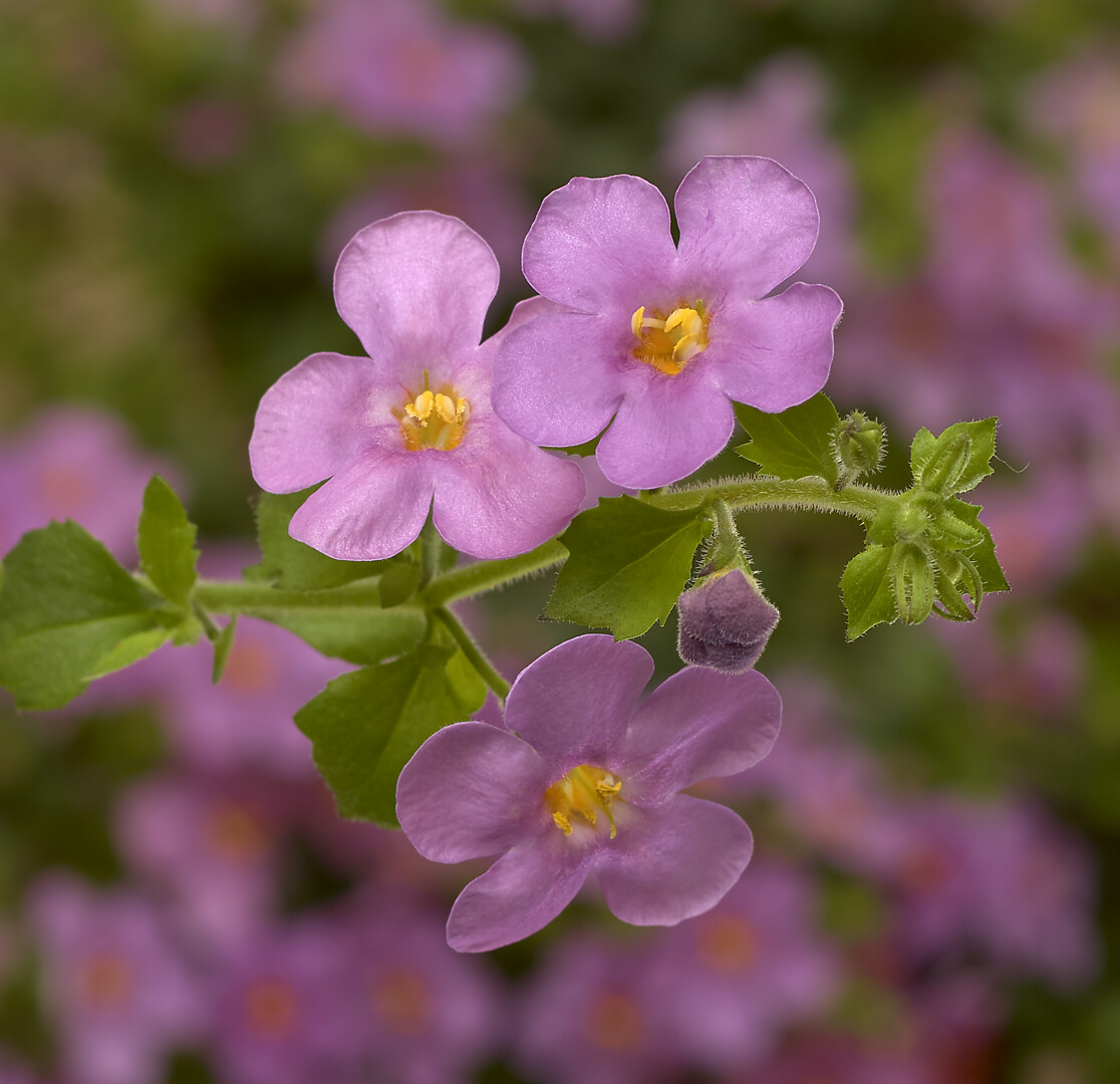 Sutera cordata Cabana® Jumbo Rose