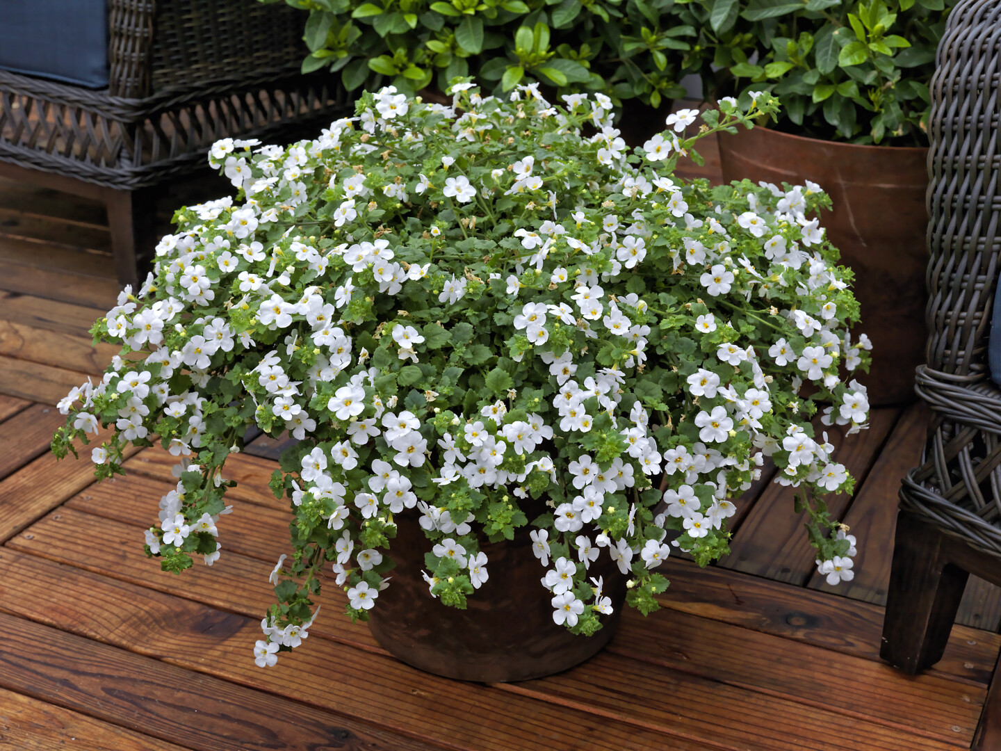 Sutera cordata Cabana® Jumbo White