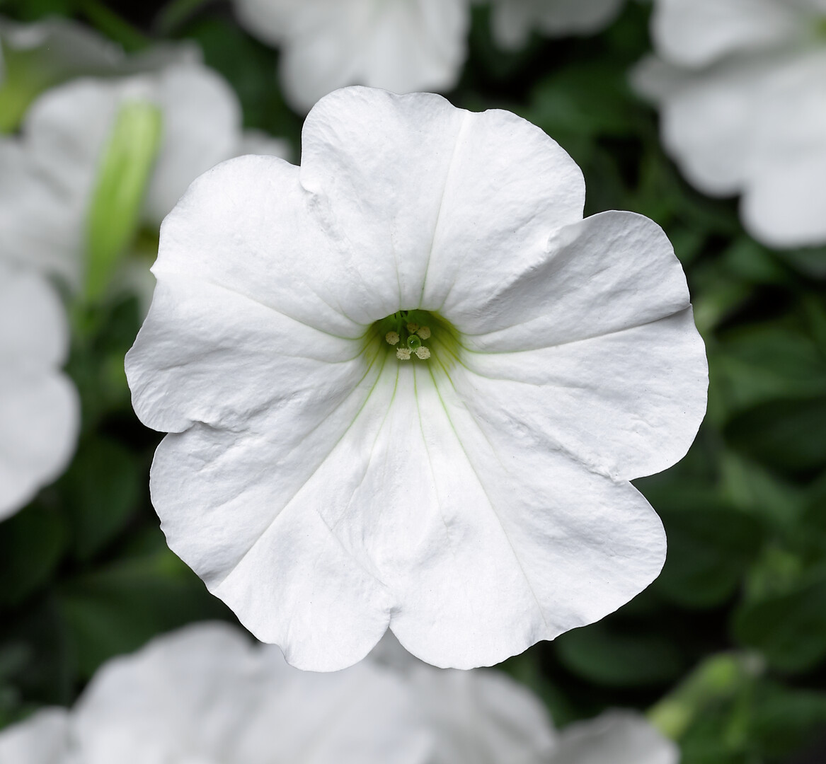 Petunia hybrid Sanguna® White