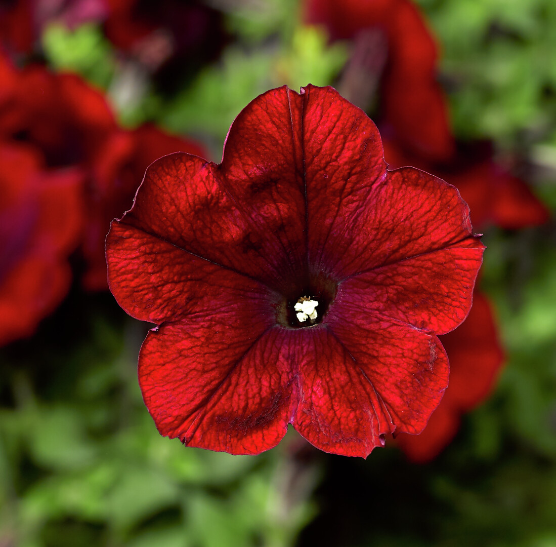 Petunia hybrid Fun House Deep Burgundy