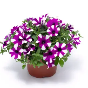 Petunia hybrid Shortcake Blueberry