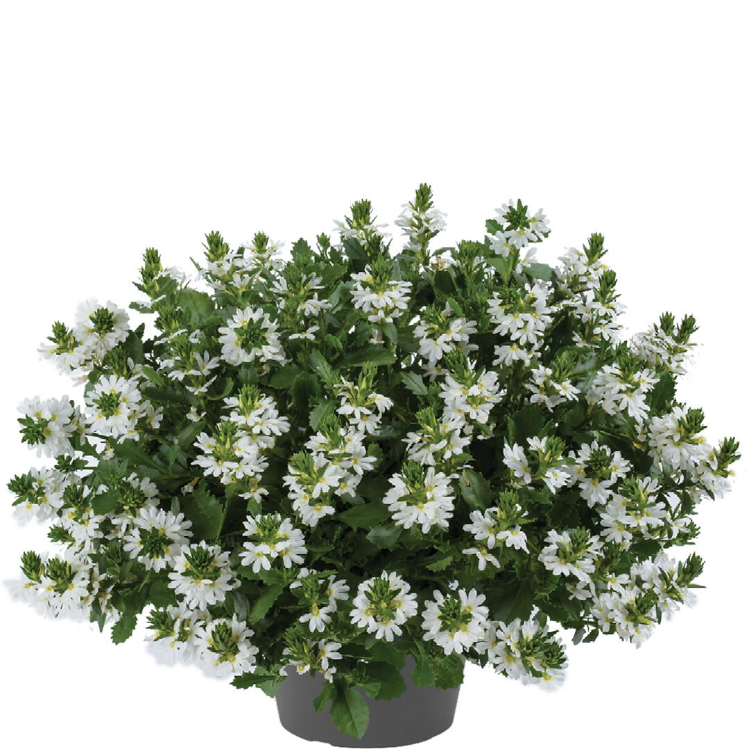 Scaevola aemula Tongue White