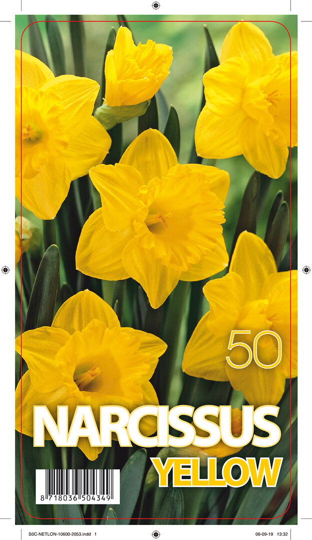 Narcissus Dutch Master