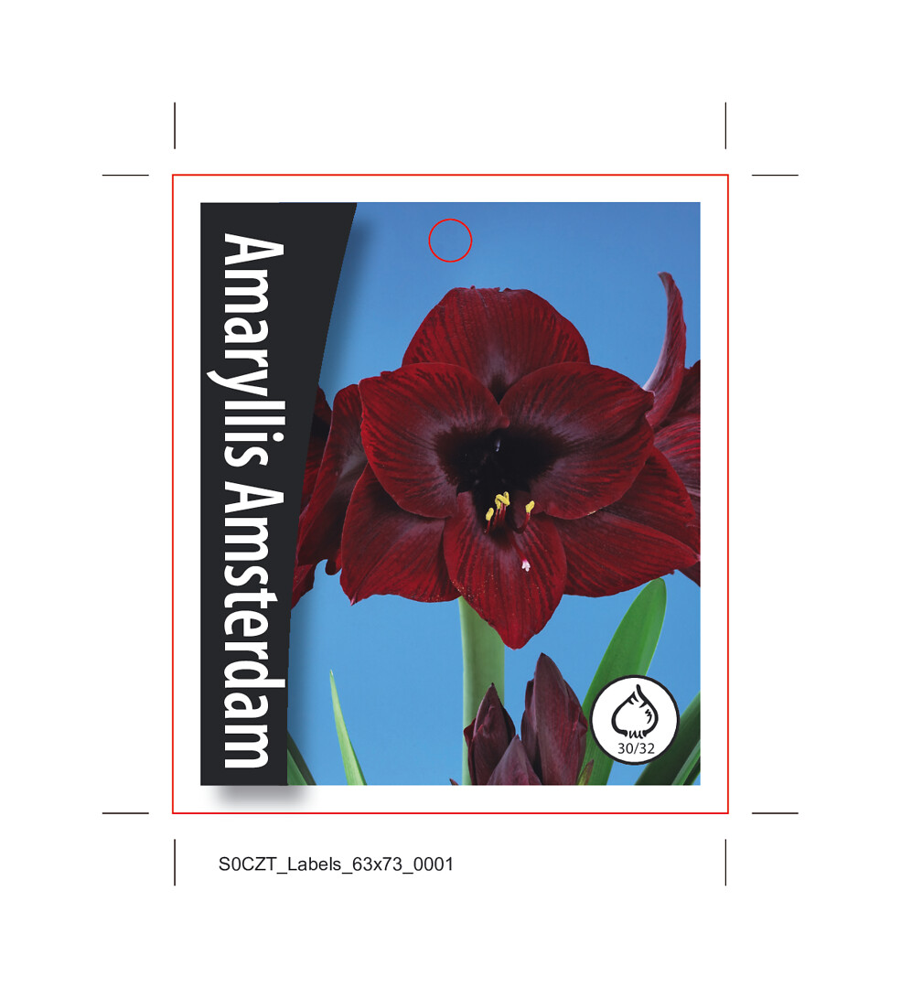 Amaryllis Amsterdam