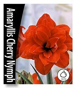 Amaryllis Cherry Nymph