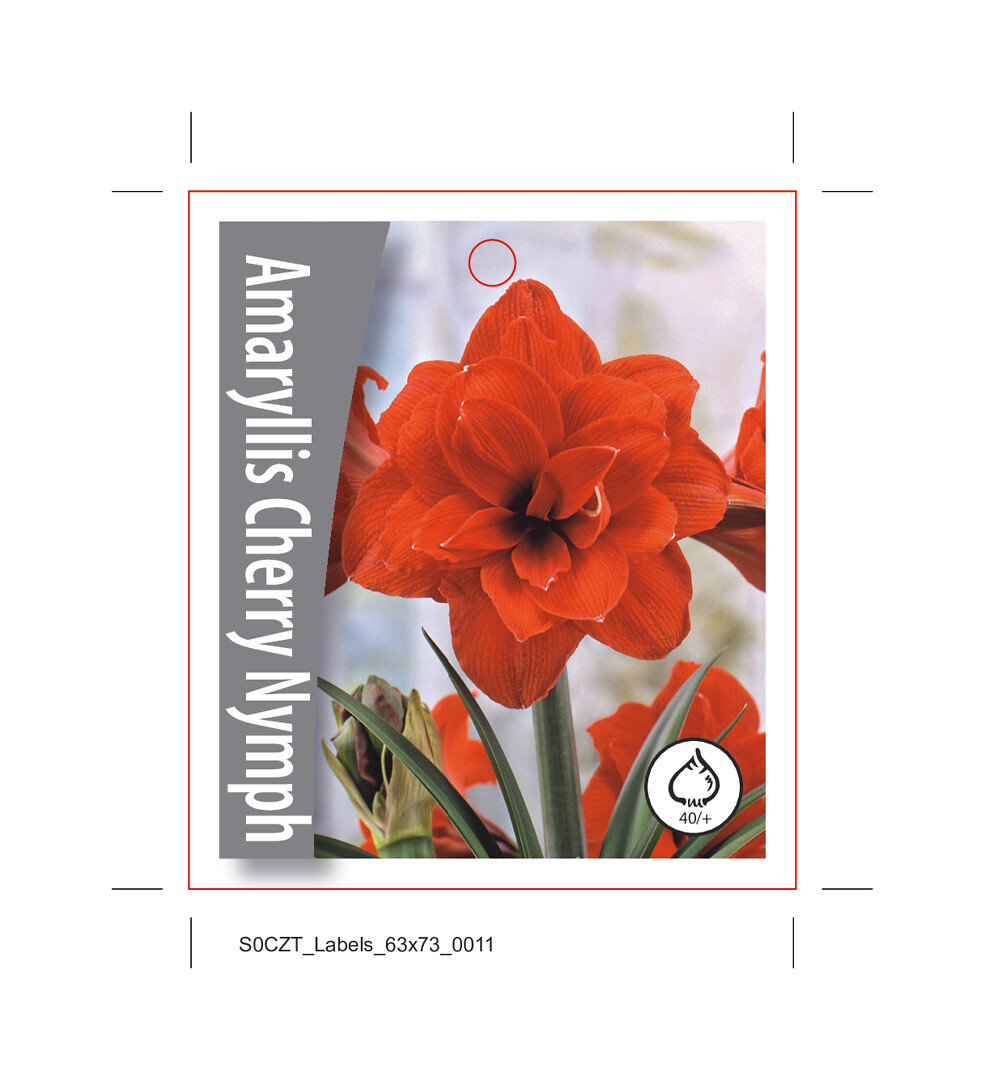 Amaryllis Cherry Nymph