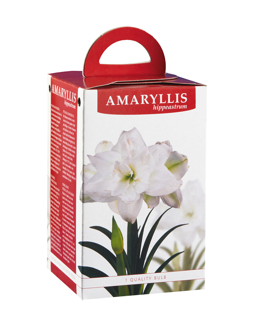 Amaryllis Christmas Gift lahjapakkauksessa