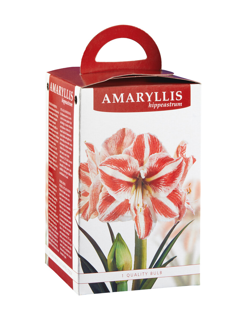 Amaryllis Clown lahjapakkauksessa
