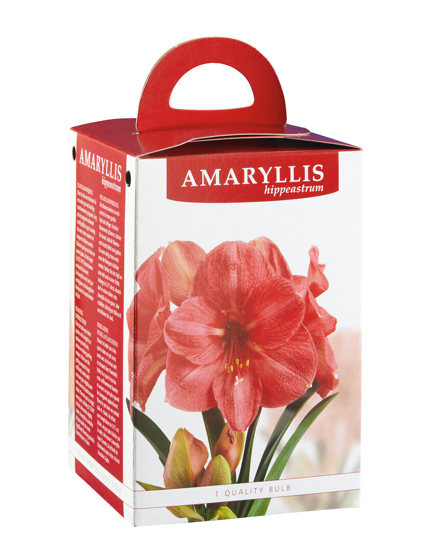 Amaryllis Hercules lahjapakkauksessa
