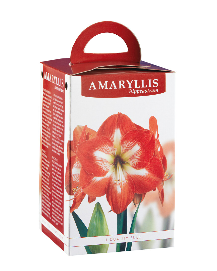Amaryllis Minerva lahjapakkauksessa