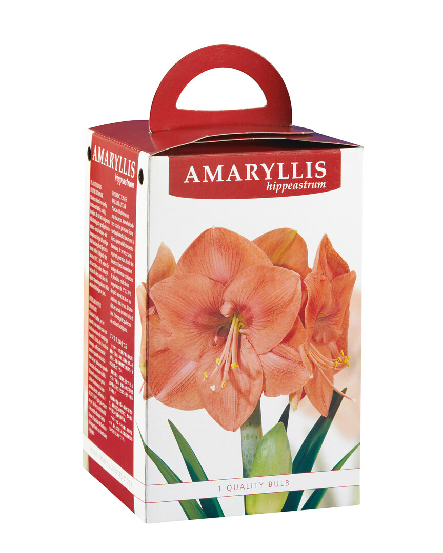 Amaryllis Naranja lahjapakkauksessa
