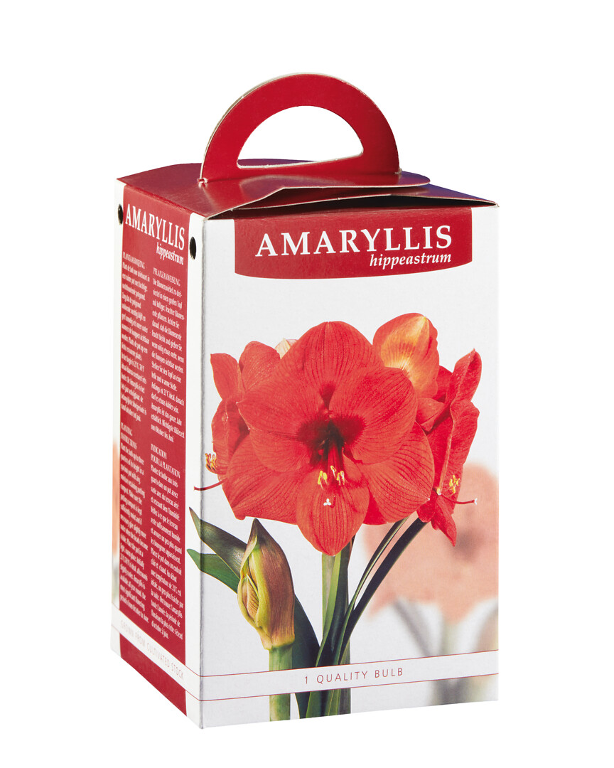 Amaryllis Red Lion lahjapakkauksessa