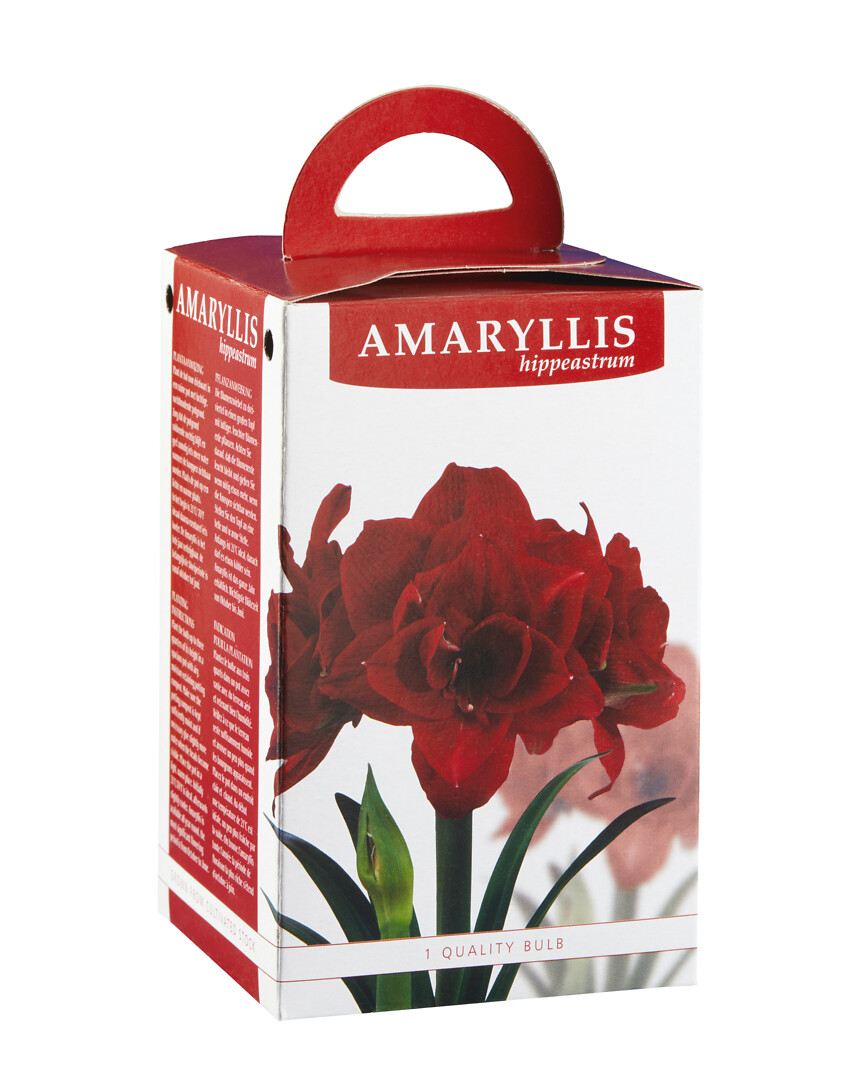 Amaryllis Cherry Nymph lahjapakkauksessa