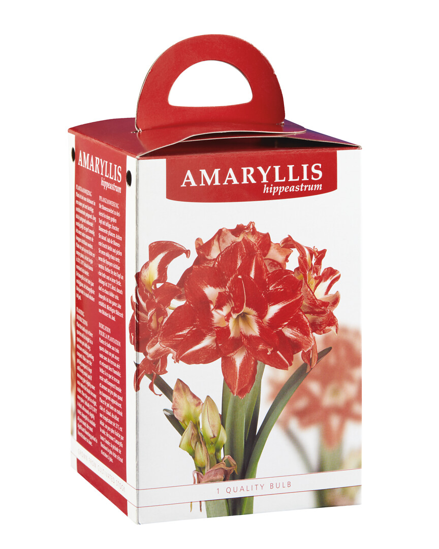 Amaryllis Dancing Queen lahjapakkauksessa