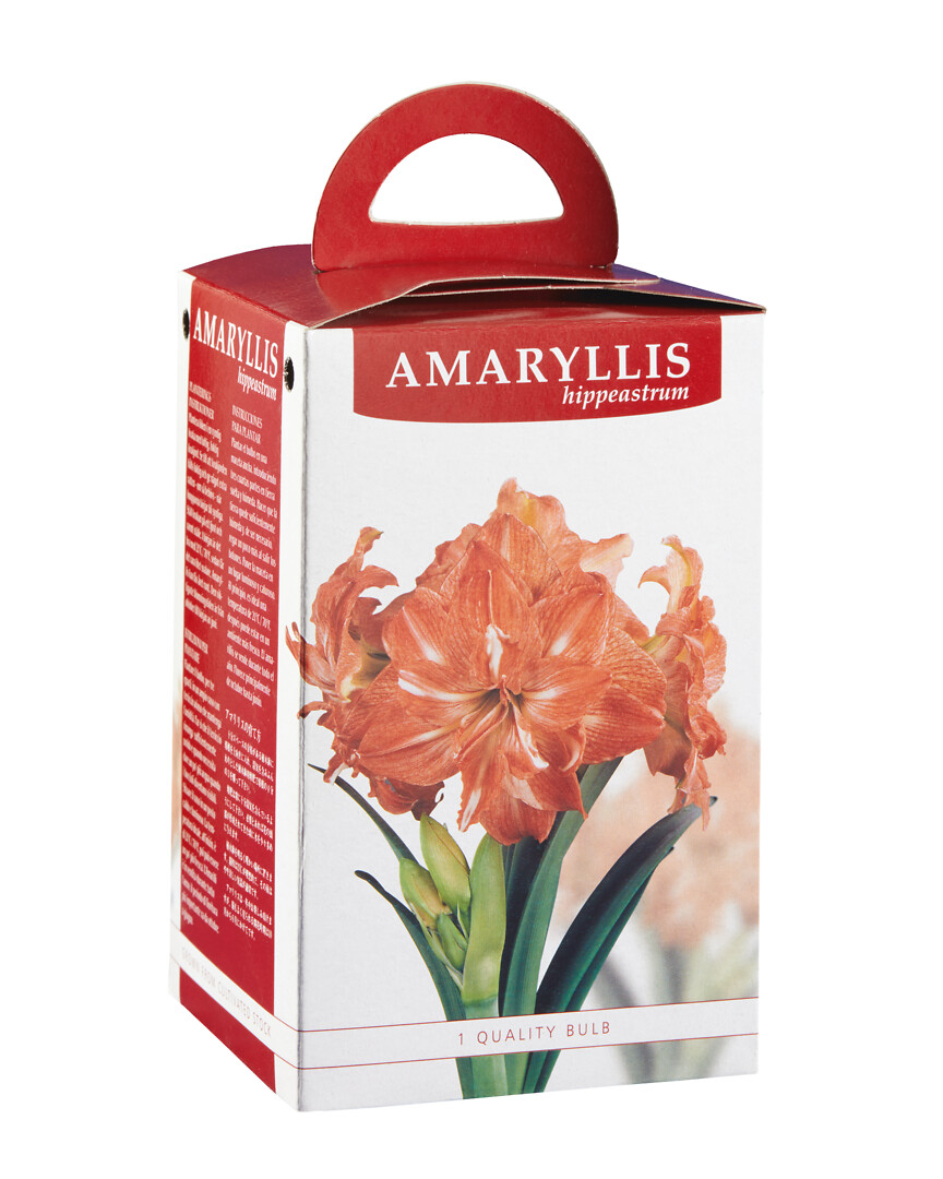 Amaryllis Double Dream lahjapakkauksessa