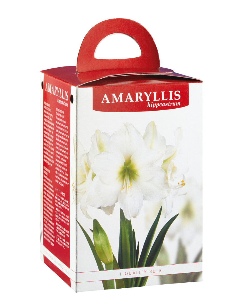 Amaryllis White Nymph