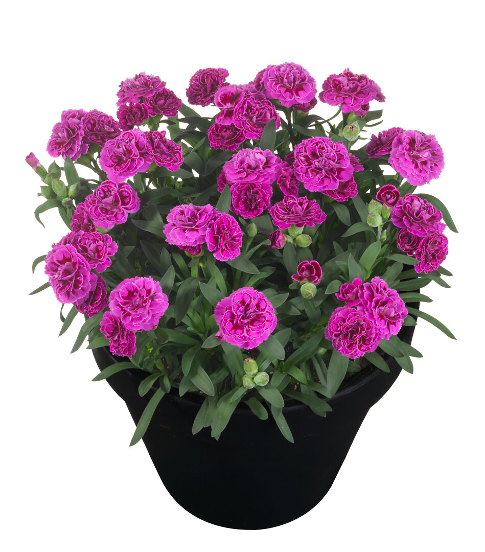 Dianthus caryophyllus Sunflor® Sinclair