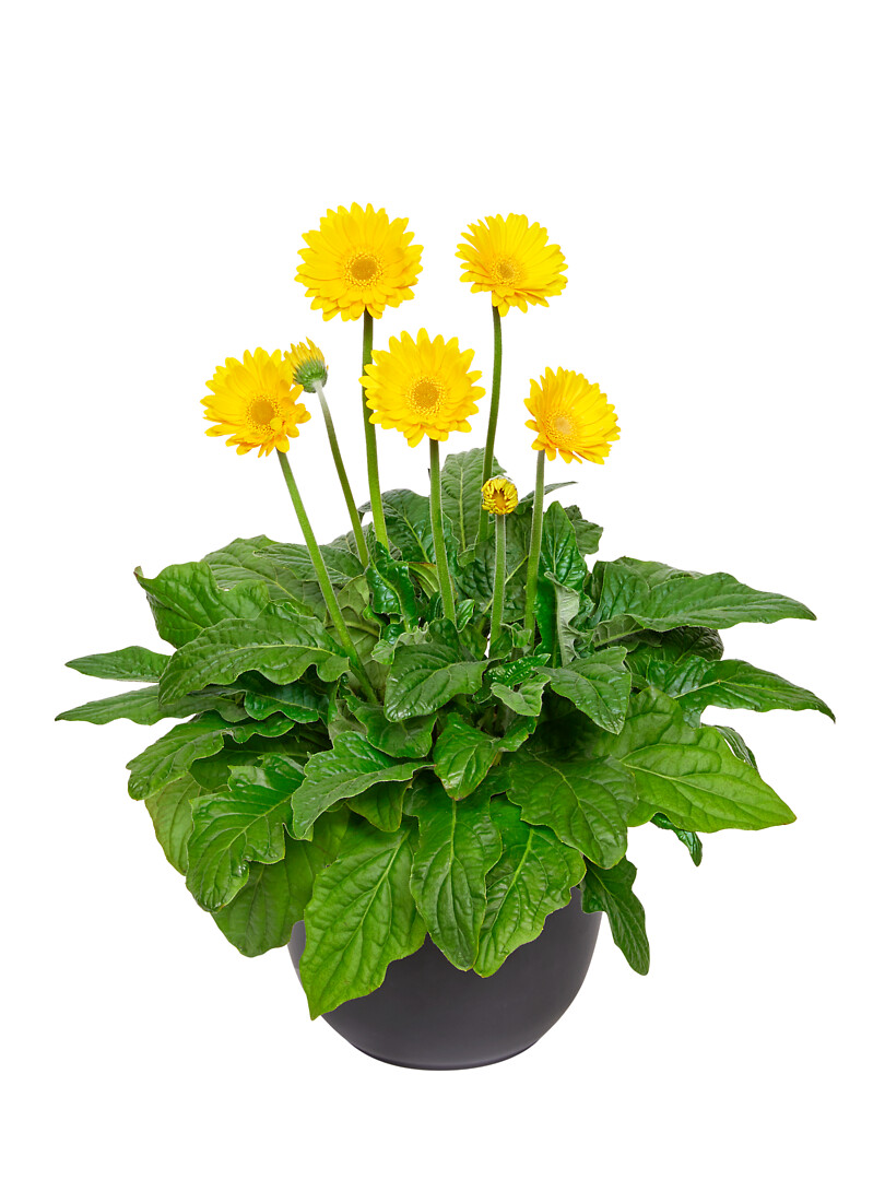 Gerbera hybrid Garvinea® Sweet Joy