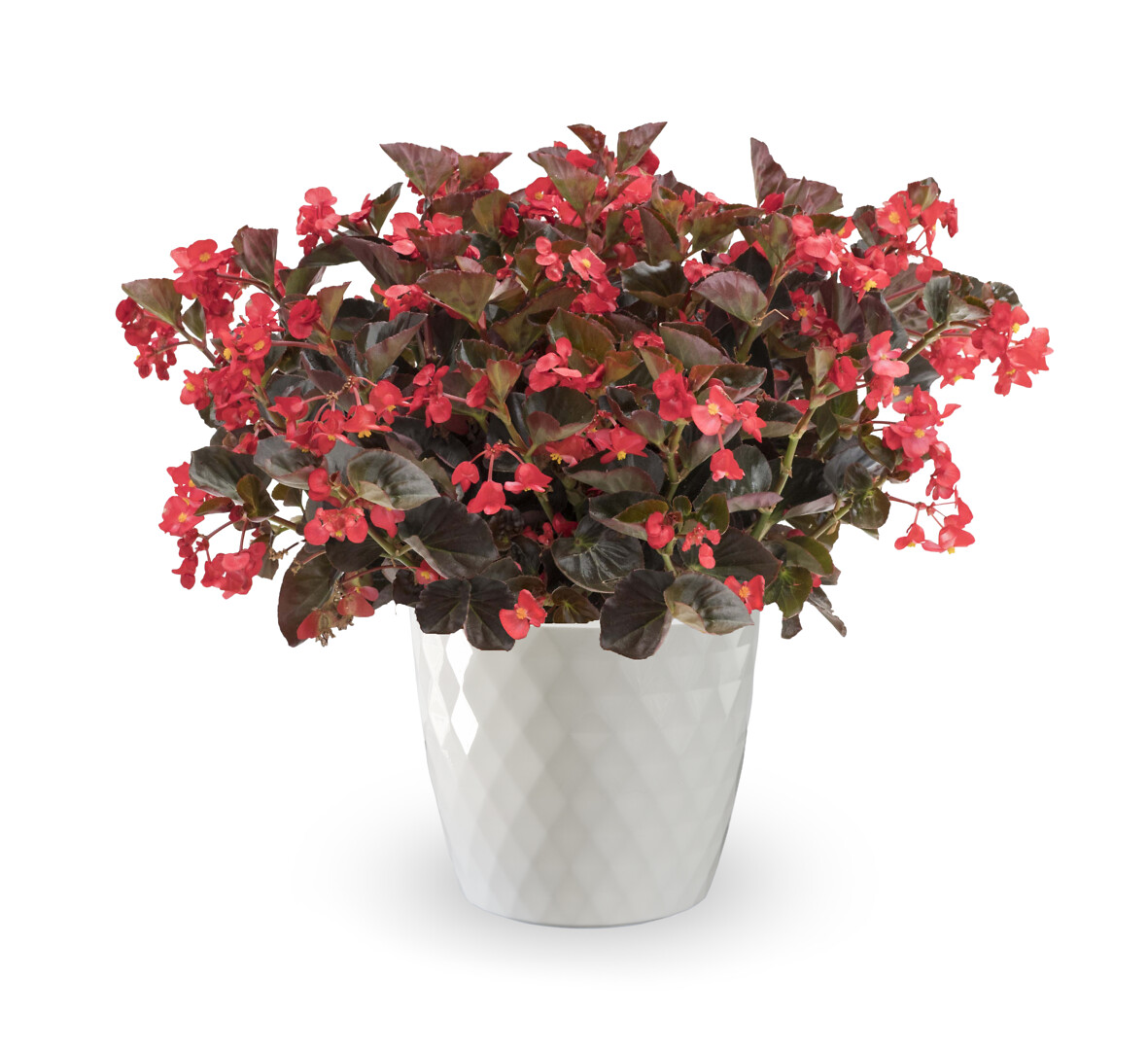 Begonia semperflorens Bionic Bronze Red