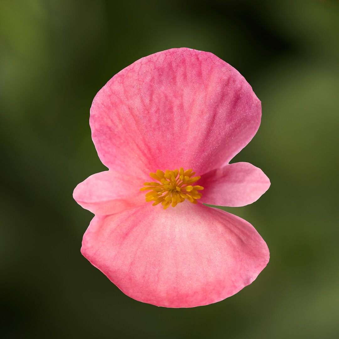 Begonia semperflorens Bionic Pink