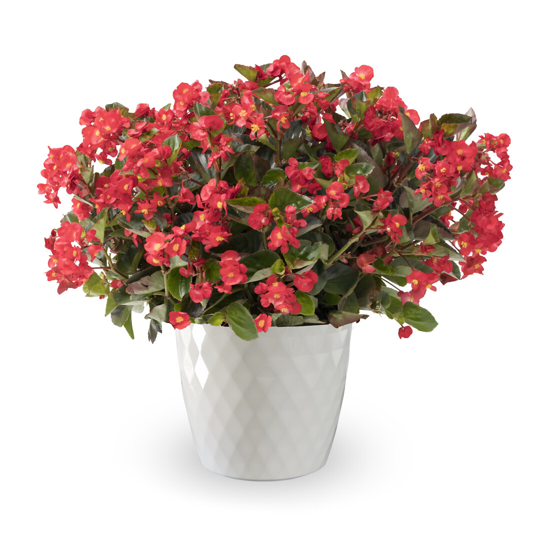 Begonia semperflorens Bionic Red